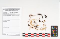 Foto von Textil (NHMW-PRAE-125865)